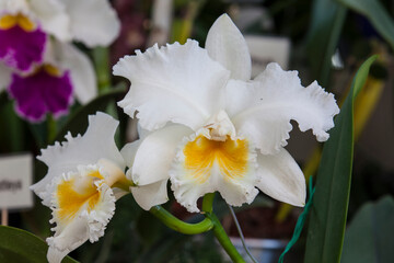Closeup of one of the beautiful Colombian orchids
