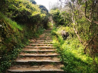 Obraz premium Cinque Terre National Park. Trekking the hiking trail above the Cinque Terre, Italian Riviera. Liguria, Near Cornigla. Italy