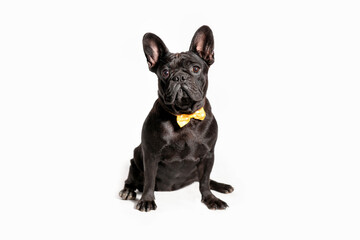 Black french bulldog sitting looking at the camera. Dog with a bow around his neck on a white...