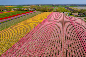 Tulips fields in Netherlands during the spring time