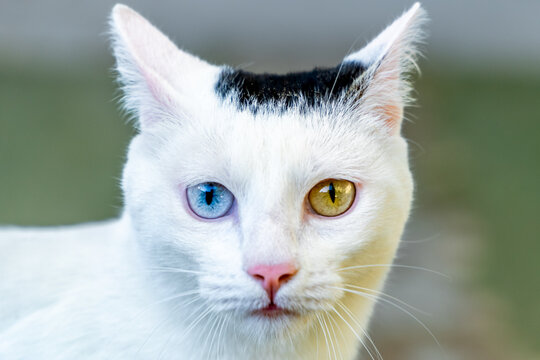 The portrait of white thai cat with 2 Different Colored Eyes. front view