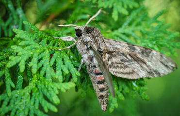 Close up of Night butterfly Agrius convolvuli the convolvulus hawk-moth. Very large fluffy butterfly with vivid black and red stripe pattern on wings seets on leaf of evergreen tree. Selective focus