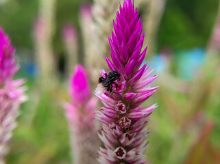 a plebeian bee flies and lands on a boroco spinach flower