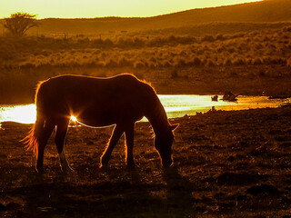 caballo y laguna © Muñoz Docampo