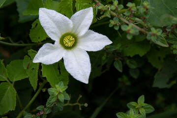 Ivy gourd (scientific name: Coccinia grandis) white flower