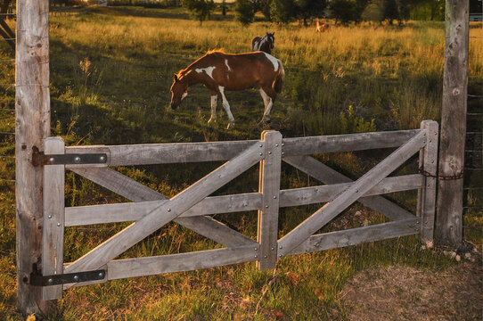 caballo y tranquera