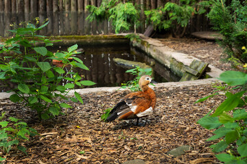 A beautiful colorful mandarin duck walks near the artificial pond in the zoo.