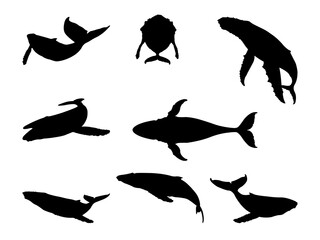 Whale Silhouette