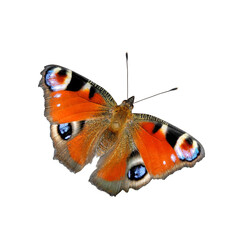 Bright colored European Peacock butterfly (Inachis io) isolated on white background top view     