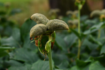 Caucasian golden peony seed pods (Paeonia daurica subsp. mlokosewitschii)