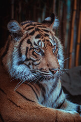 portrait of a tiger at the zoo