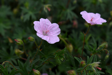 Cranesbill Geranium sanguineum var. striatum pink flower