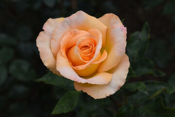 Gorgeous single orange rose blooming in the garden