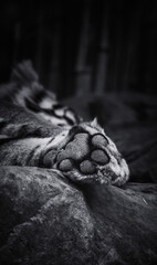 Sweet little fury tiger paw