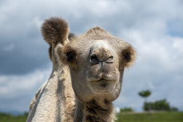 Portrait of a camel against a cloudy sky behind a wooden fence.