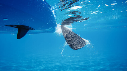 Paddle sup board from underwater 