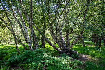 Fototapeta na wymiar View of a wood in full bloom in summer in Wimbledon Common