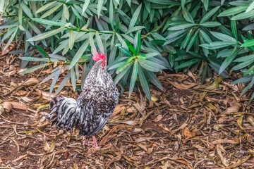 Gray dwarf rooster near an exotic bush in the Canary Islands. Poultry outdoors in Tenerife