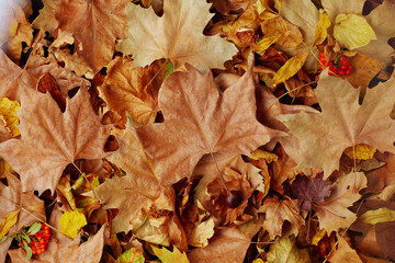 autumn flat lay with pyracantha and leaves