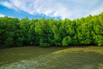Mangrove forests and coastlines,Red mangrove forest and shallow waters in a Tropical island...