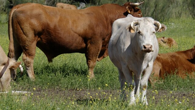 Cattle grazing in a field in robledo de chavela, Spain