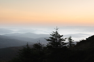 Morning fog in autumn mountains. Fir trees silhouettes on foreground. Beautiful sunrise on background. Landscape photography