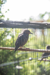 Starling rearing within a natural enclosure