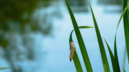 Dragonfly exuvia dried outer casing left on pond reed after the larva has emerged and transformed into a dragonfly.