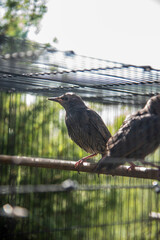 Two Starling rearing within a natural enclosure