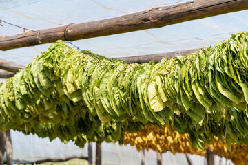 Cigar tobacco leaves drying in the shed, hanging in a barn on a plantation. Selective focus.