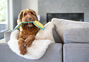 Cute dog with toy in mouth while hanging with paws over the sofa. Large fluffy orange female...