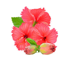 Red hibiscus flower isolated on transparent png