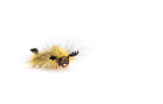 Fuzzy yellow caterpillar, front view. Rusty tussock moth caterpillar or Orgyia antiqua (L.)  Long yellow hairs and tufts. Stinging hairs can cause skin irritations. Selective focus. Isolated on white.