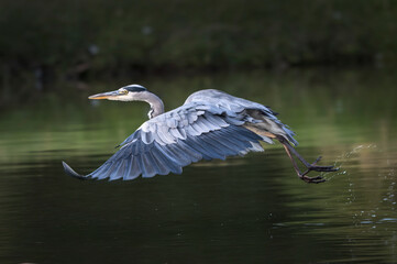 Grey heron taking off