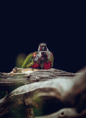 little birds cuddling in the trees