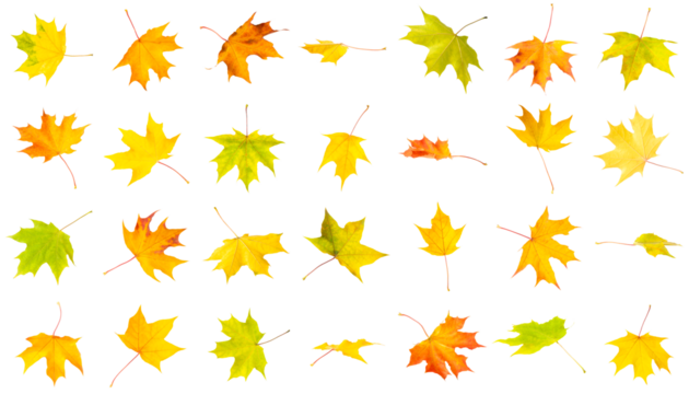 Autumn leaves collage isolated on white