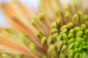 Fototapeta premium close up of a green yellow flower