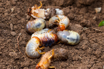 Close up of white grubs burrowing into the soil