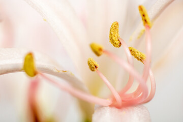 close up of a white flower