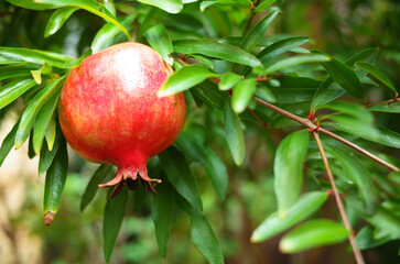 ザクロの実が実る