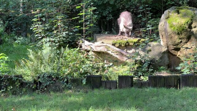 Brown hyena walks on green grass. Stock video footage. 4K.