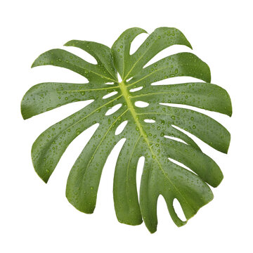 Cutout of an isolated wet Monstera leaf with droplets  with the transparent png background	