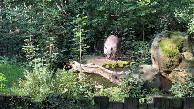 Brown hyena walks on green grass. Stock video footage. 4K.