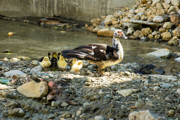  patos y patitos mama 