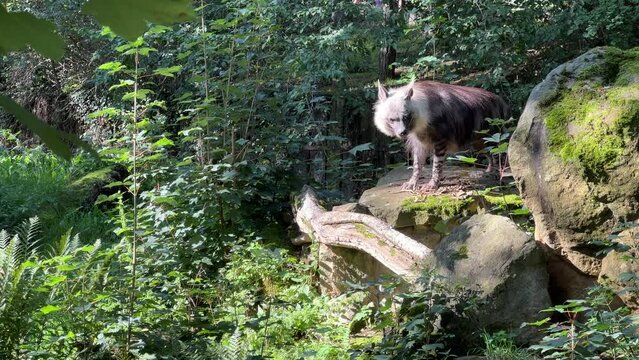 Brown hyena walks on green grass. Stock video footage. 4K.