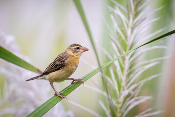 baya weaver is a weaverbird found across the Indian Subcontinent and Southeast Asia.