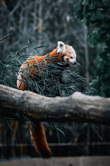red panda eating some bamboo