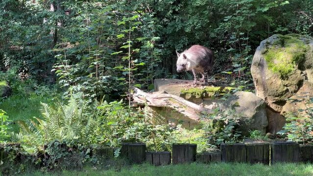Brown hyena walks on green grass. Stock video footage. 4K.