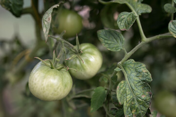 green tomatoes on a vine