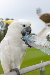 yellow-crested Cockatoo